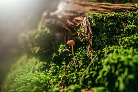 Die Sonne strahlt auf einen Pilz im Moos.