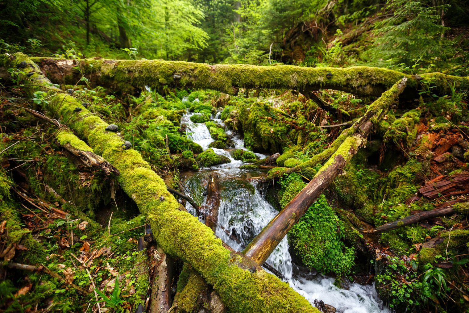 Bach im Nationalpark Schwarzwald