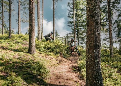 Zwei Mountainbiker fahren auf einem Trail im Baiersbronner Wald.