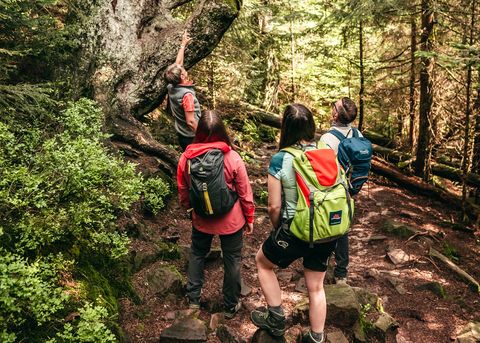 Ein Wanderguide führt eine Gruppe durch den Nationalpark Schwarzwald.