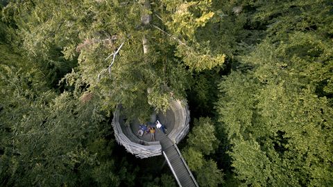 Aussichtsplattform Adlerhorst auf dem Wildpfad im Nationalpark Schwarzwald.