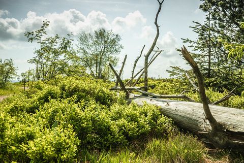 Umgefallener Baum inmitten von Bäumen und Büschen im Nationalpark Schwarzwald.