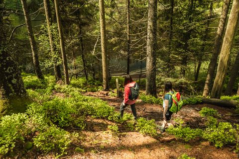 Zwei Personen wandern im Nationalpark Schwarzwald oberhalb des Wildsees.