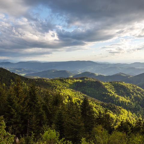 Landschaft im Nationalpark Schwarzwald