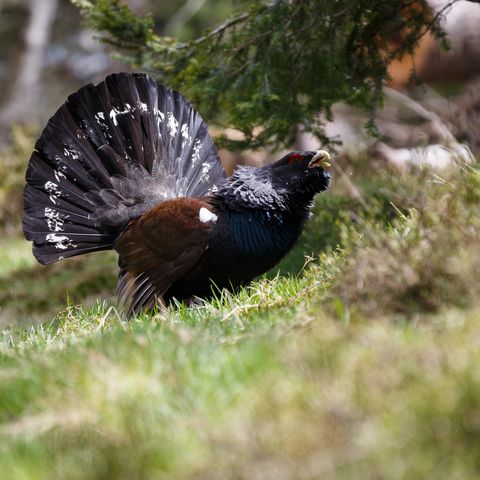 Auerhahn im Nationalpark Schwarzwald