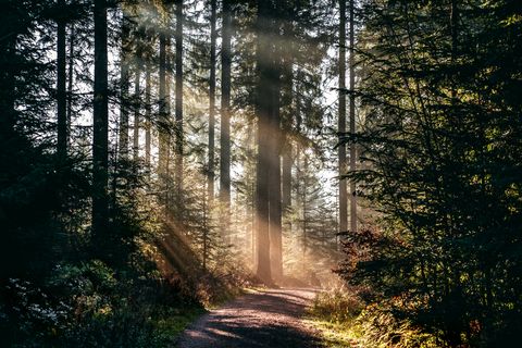 Die Sonne scheint zwischen den Bäumen hindurch