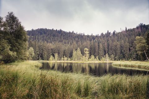 Der Buhlbachsee in Obertal-Buhlbach befindet sich im Nationalpark Schwarzwald.