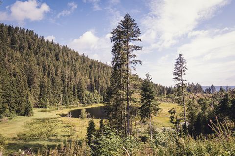 Huzenbacher See im Nationalpark Schwarzwald